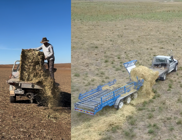 The Hidden Health Risks of Feeding Hay: A Closer Look at Farmers' Well-being